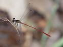 Heteragrion erythrogastrum (Red and Black Flatwing)-4.jpg